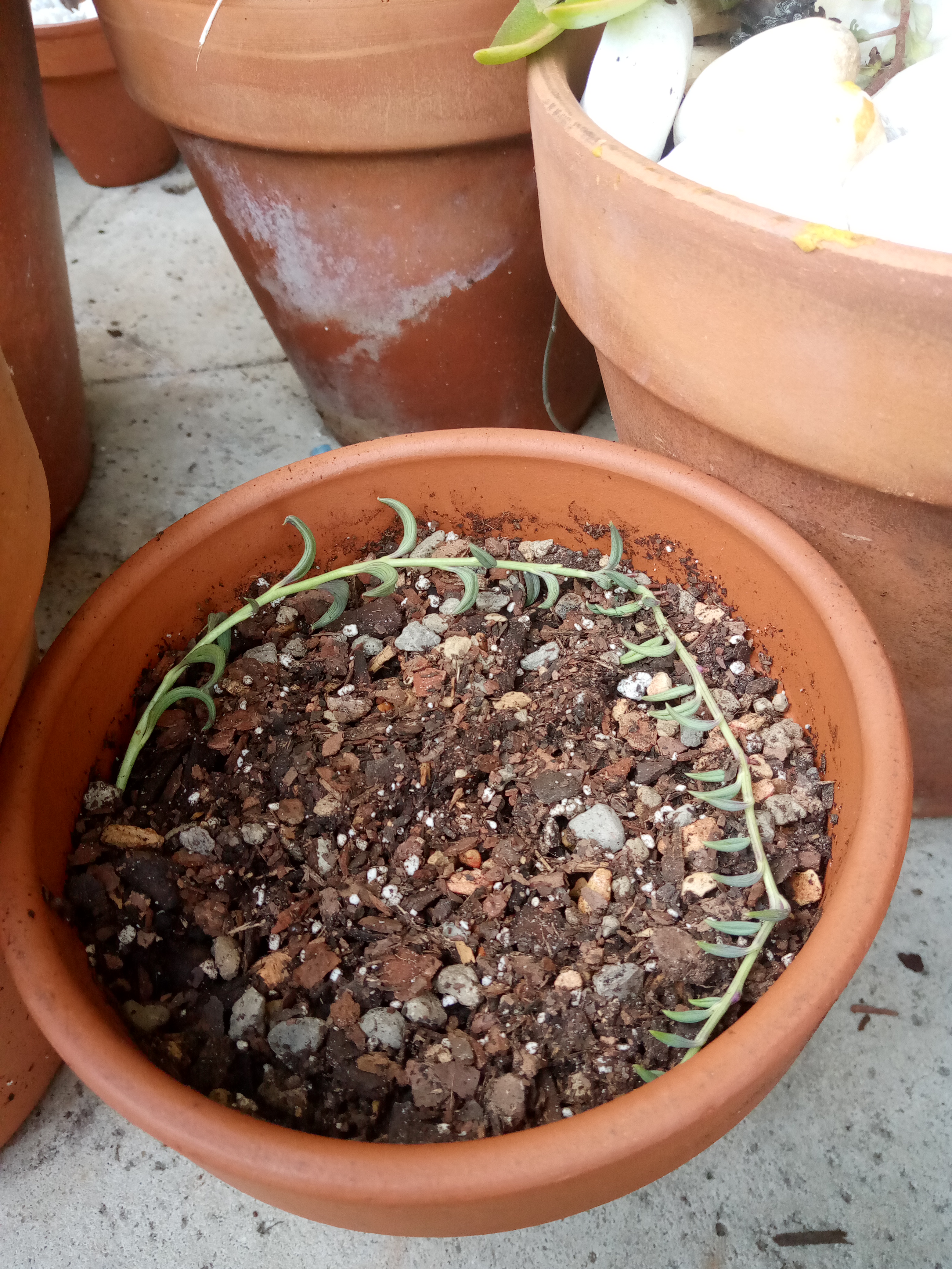 Senecio radicans - String of Bananas .jpg